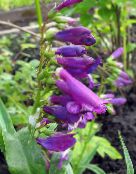 Garden Flowers Eastern Penstemon, Hairy Beardtongue purple