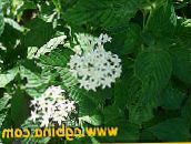 I fiori da giardino Egiziano Fiore Stella, Ammasso Stellare Egiziano, Pentas bianco