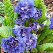 Trädgårdsblommor Primrose, Primula blå