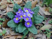 Trädgårdsblommor Primrose, Primula ljusblå