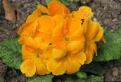 Ogrodowe Kwiaty Pierwiosnek, Primula pomarańczowy