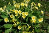 Trädgårdsblommor Primrose, Primula gul