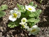 Trädgårdsblommor Primrose, Primula vit