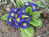 Trädgårdsblommor Primrose, Primula blå