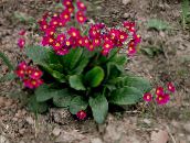 Trädgårdsblommor Primrose, Primula röd