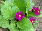 Trädgårdsblommor Primrose, Primula violett