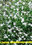 Vrtno Cvetje Tunicflower, Petrorhagia bela