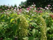 Záhradné kvety Amaranthus, Láska-Klamstvá-Krvácanie, Kiwicha, Amaranthus caudatus zelená
