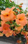 Λουλούδια κήπου Πετούνια, Petunia πορτοκάλι