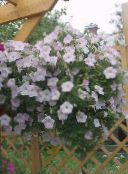 Градински цветове Петуния, Petunia бял