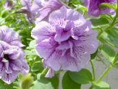 I fiori da giardino Petunia lilla