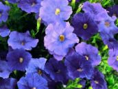 Flores de jardín Petunia azul