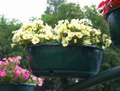 Градински цветове Петуния, Petunia жълт