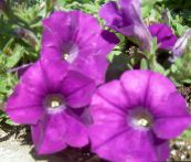 Petunia (violett)
