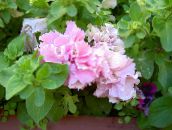 Flores de jardín Petunia rosa