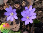 Градински цветове Liverleaf, Гълъбови Очички, Roundlobe Hepatica, Hepatica nobilis, Anemone hepatica люляк