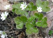 Gradina Flori Liverleaf, Crucea-Voinicului, Roundlobe Hepatica, Hepatica nobilis, Anemone hepatica alb