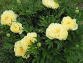 Vrtne Cvjetovi Božur, Paeonia žuta