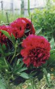 Садовые цветы Пион, Paeonia бордовый