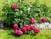 Have Blomster Pæon, Paeonia rød
