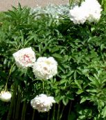 Hage Blomster Peon, Paeonia hvit