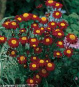 Dārza Ziedi Apgleznoti Margrietiņa, Zelta Spalvu, Zelta Meiteņu Pīpenes, Pyrethrum hybridum, Tanacetum coccineum, Tanacetum parthenium burgundietis