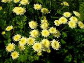 Gradina Flori Daisy Pictat, Pene De Aur, Feverfew De Aur, Pyrethrum hybridum, Tanacetum coccineum, Tanacetum parthenium galben