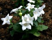 Flores de jardín Flor De Globo, Bellflower Chino, Platycodon blanco