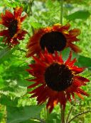  Floarea-Soarelui, Helianthus annus burgundia
