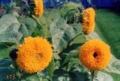 Hage Blomster Solsikke, Helianthus annus orange