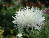 les fleurs du jardin Amberboa, Sultan Douce blanc
