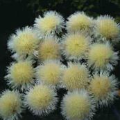 Ogrodowe Kwiaty Amberboa żółty