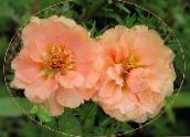 Sol Plante, Portulaca, Rose Moss (rosa)