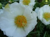 Ogrodowe Kwiaty Portulaka, Portulaca grandiflora biały