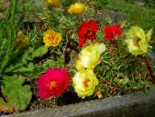 Garden Flowers Sun Plant, Portulaca, Rose Moss, Portulaca grandiflora red