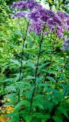 Záhradné kvety Fialová Joe Pye Burinu, Sladký Joe Pye Weed, Eupatorium fialový
