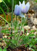  Pasque flower, Pulsatilla light blue