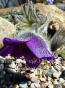 Flores de jardín Flor Del Viento, Pulsatilla púrpura