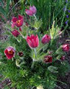 Pasque flower (red)