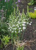 Flores de jardín Estrella-De-Belén, Ornithogalum blanco