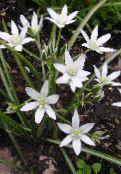 Flores de jardín Estrella-De-Belén, Ornithogalum blanco