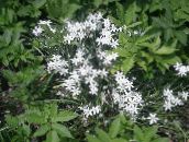 les fleurs du jardin Étoile De Bethléem, Ornithogalum blanc