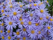 Flores de jardín Aster Ialian, Amellus azul claro