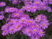 Aed Lilled Ialian Aster, Amellus roosa