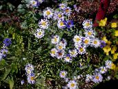 Λουλούδια κήπου Ialian Aster, Amellus πασχαλιά