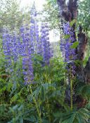 Λουλούδια κήπου Ρυακιών Λούπινο, Lupinus μπλε