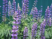 Trädgårdsblommor Stream Lupin, Lupinus violett