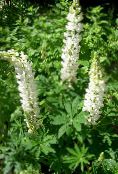 Градински цветове Streamside Лупина, Lupinus бял