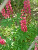 Streamside Lupin (red)