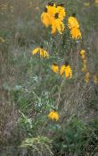 Mexicaanse Hoeden, Grijs Headed Zonnehoed, Rechtop Prairie Coneflower, Gele Coneflower, Rode Hoeden (geel)